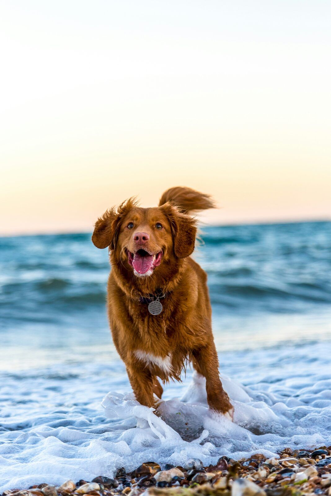 A dog running along the shoreline at the beach